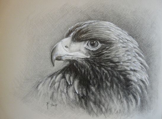 Eagle portrait 